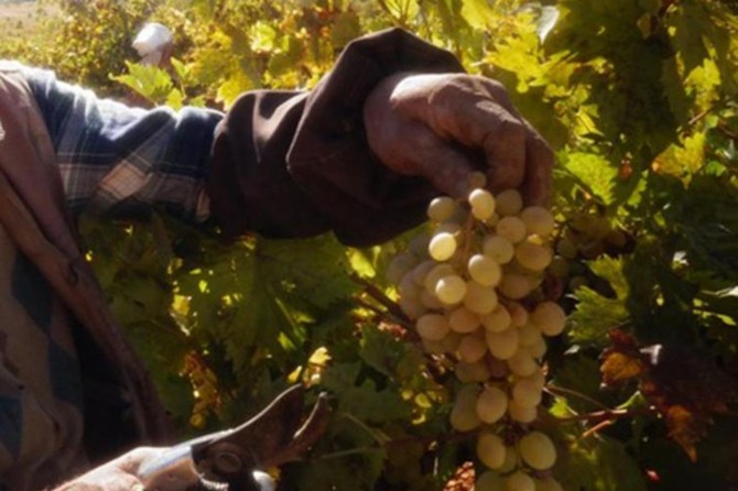 Tarım sigortalarının kapsamı genişletildi