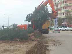 Çevreciler: "Çam Ağaçları Kıyımına Seyirci Kalmadık"