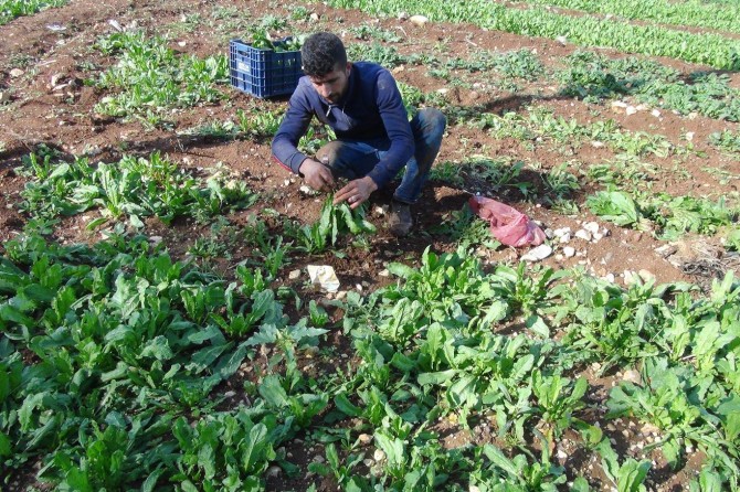 Yeşillik üreticileri zamlardan şikâyetçi