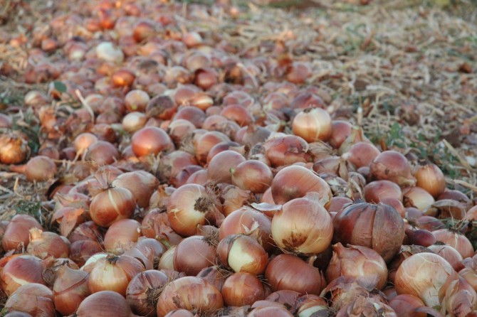 Rekabet Kurumundan soğan fiyatlarına ilişkin açıklama