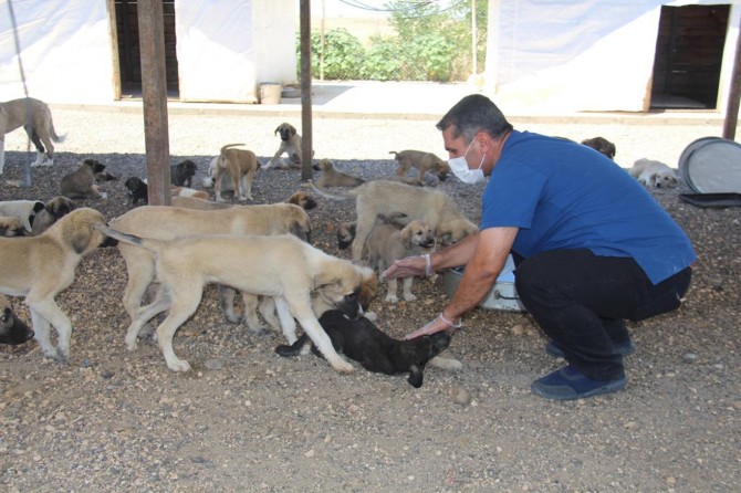 257 kişiye hayvan hakları ihlalinden para cezası verildi