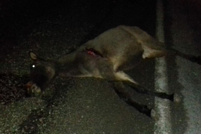 ​Ticari taksinin çarptığı eşek telef oldu