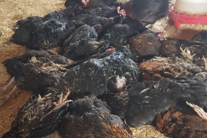 Telef olan tavuklarda kuş gribi şüphesine rastlandı