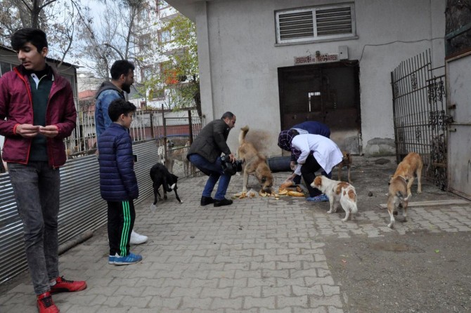 Sokak hayvanları için "insaf et israf etme" projesi