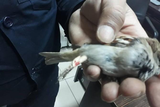 Şanlıurfa Bağlarbaşı Mahallesi'nde ayağı ipe dolanan serçenin yardımına itfaiye yetişti