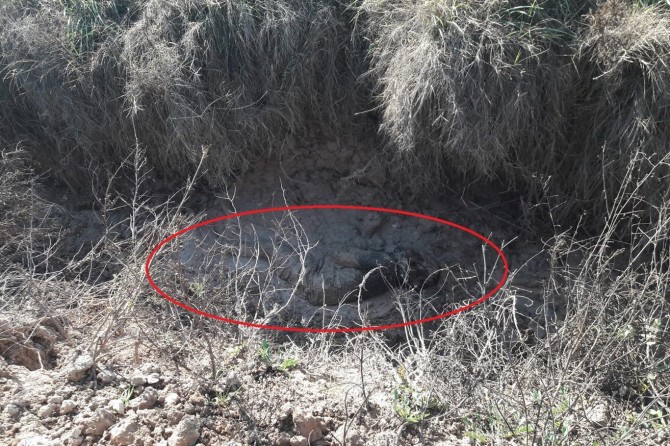 Ceseda pîreka pîr di qanala avê de hat dîtin