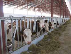 Hayvancılık Destekleme Müracaatları Başladı