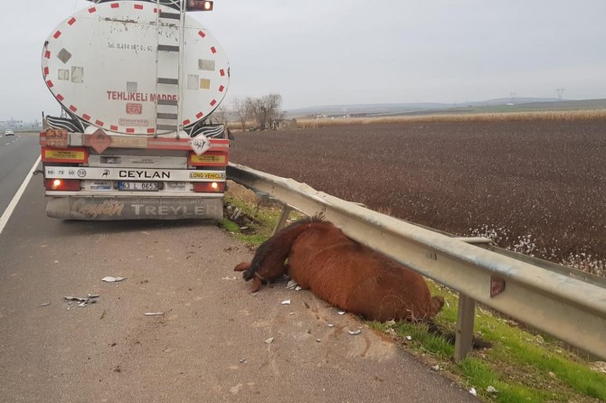 Şanlıurfa Viranşehir'de yola çıkan ata TIR çarptı