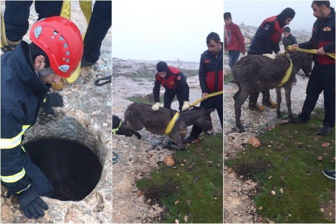 Kuyuya düşen eşeği itfaiye kurtardı