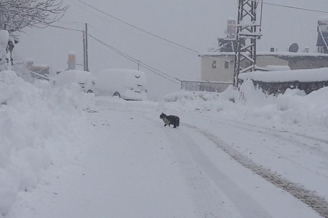 Bitlis kara gömüldü: 287 köy yolu ulaşıma kapandı