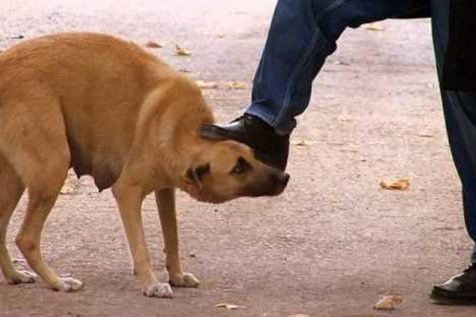​Hayvanlara şiddetin temelinde psikolojik sebepler yatıyor
