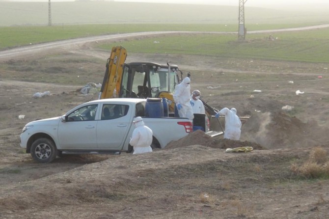 Hastalıklı 791 hayvan itlaf edildi