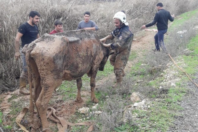 Çamura saplanan inek kurtarıldı