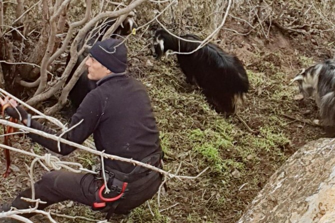 Kayalıklarda mahsur kalan keçiler kurtarıldı