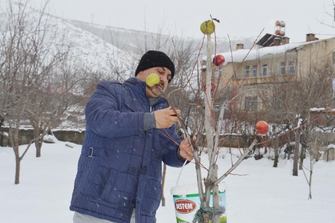 Tatvan'da kuşlar için ağaçları elmalarla donattı