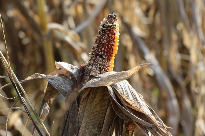 Mardin Ovasında yüzbinlerce dönüm mısır çürümeye yüz tuttu