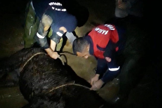 Şanlıurfa Görenler Kırsal Mahallesi'nde tahliye kanalına düşen at itfaiye tarafından kurtarıldı