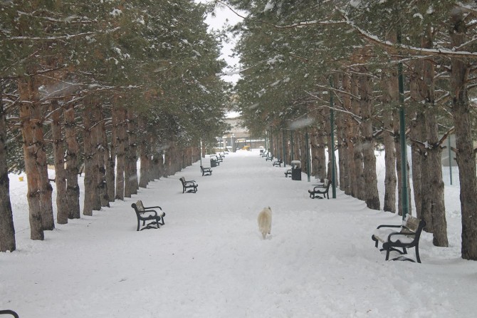 Muş’ta kar yağışı hayatı olumsuz etkilerken kartpostallık görüntüler oluşturdu