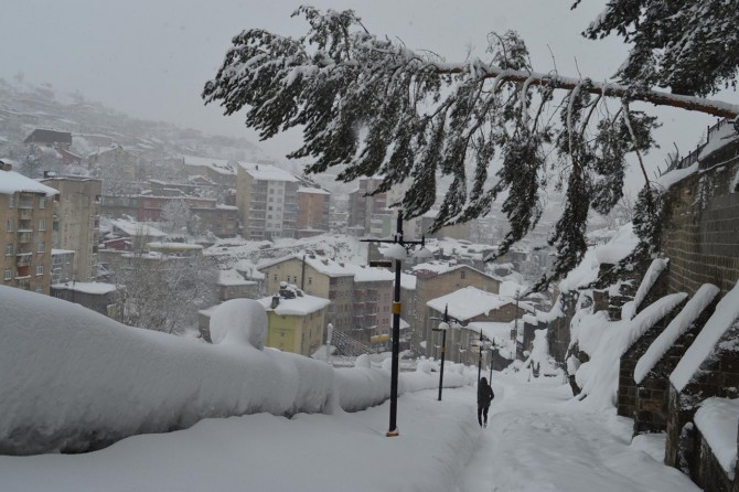 ​Karın devirdiği çam ağacı tehlike oluşturuyor