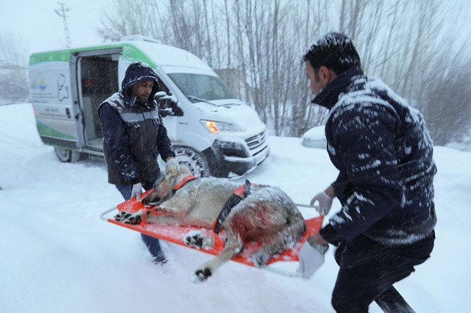 Van’da av tüfeğiyle vurulan köpek 3 saatte kurtarıldı