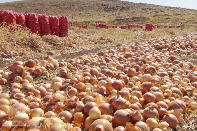 Turkiye not to impose tariffs on onion