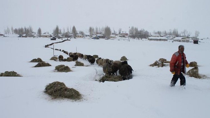 Muş’ta küçükbaş hayvan yetiştiricilerinin zor günleri