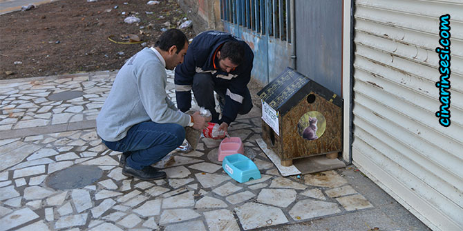 Diyarbakır Büyükşehir Belediyesi sokak hayvanlarına sahip çıkıyor