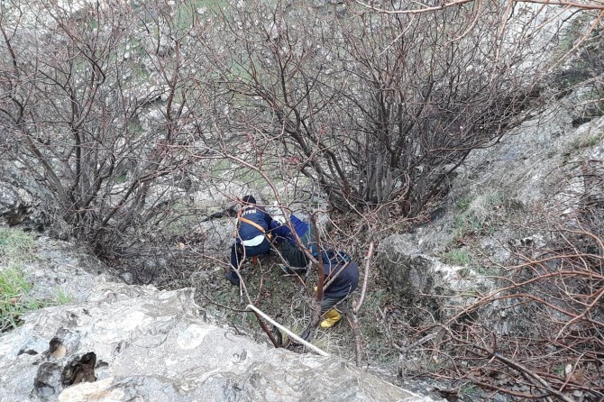 Nusaybin'de uçurumda mahsur kalan keçiler kurtarıldı