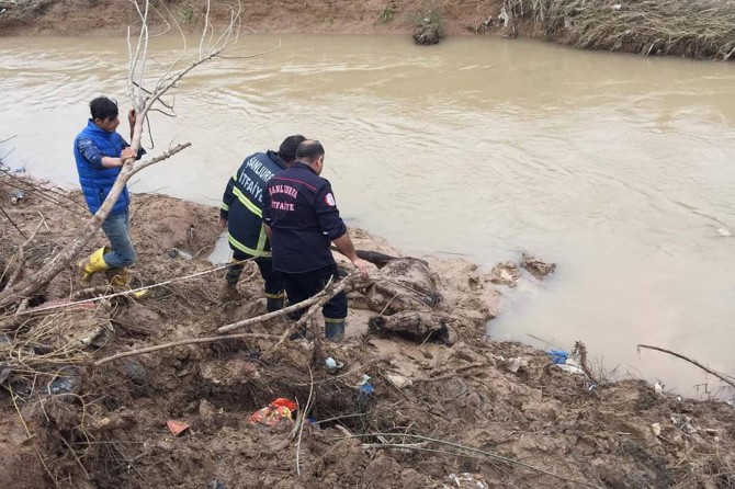 ​Şanlıurfa'da bataklığa saplanan at kurtarıldı