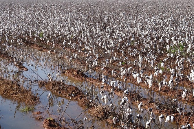 Ürünü tarlada kalan çiftçi destek bekliyor