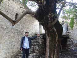 Asırlık Ağaç Dimdik Ayakta