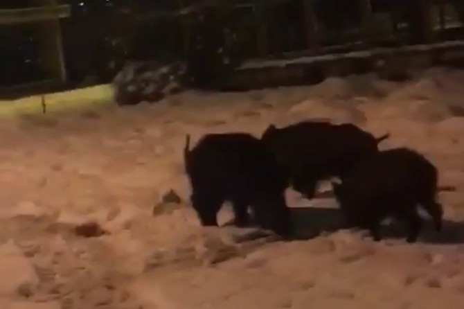 Bingöl'de aç kalan domuzlar şehre indi