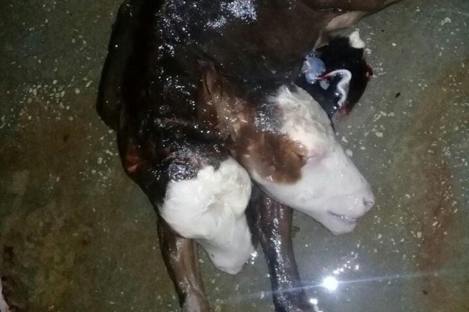 Viranşehir'de kesilen gebe ineğin rahminden çift başlı buzağı çıktı