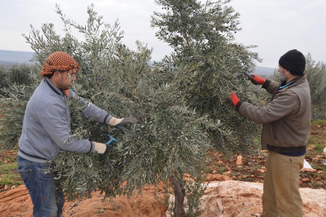 Yağışlar zeytin hasadına yaradı