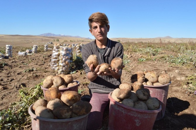 ​Ahlat patatesinde rekolte çiftçinin yüzünü güldürdü