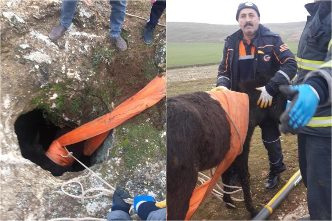 Batman’da kuyuya düşen buzağı 4 saatte kurtarıldı