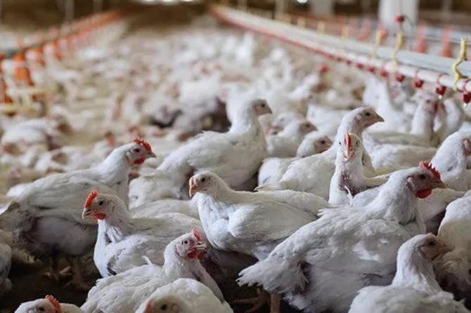 Süleymaniye’de tavuk ithalatı yasaklandı