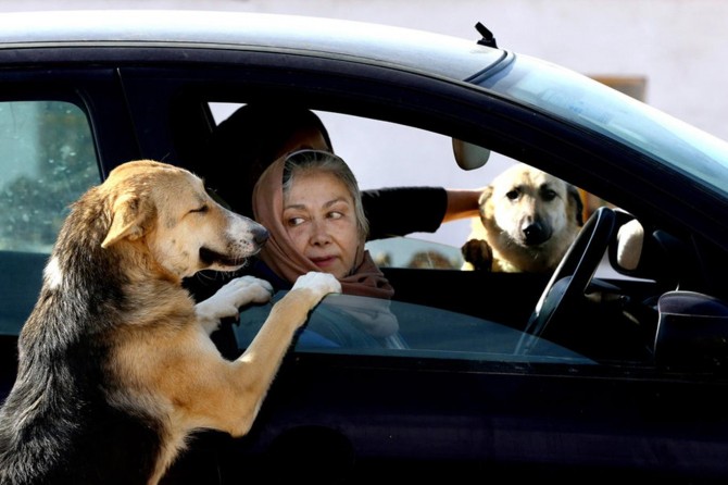 Tahran’da sokakta köpek gezdirmek yasaklandı