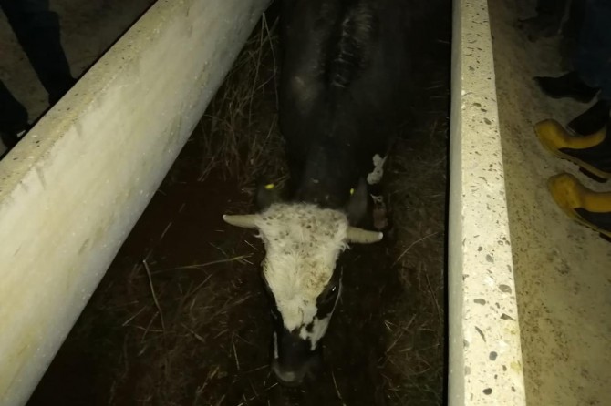 Akçakale'de sulama kanalına sıkışan inek kurtarıldı