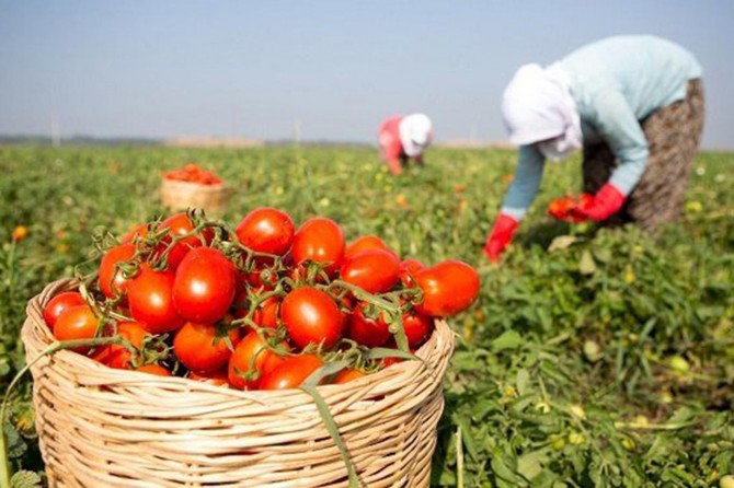 Ülkemizin tarım politikasında yanlışlar var