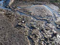 Çevreciler: "Bu Rezalete Bizi Mahkûm Etmesinler"