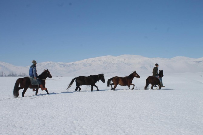 Başıboş atları telef olmaktan kurtarıyor