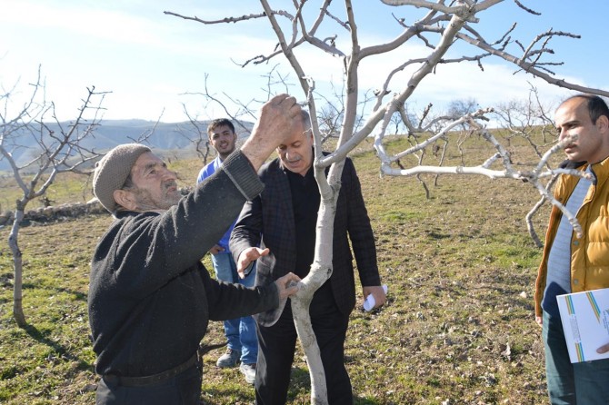 Yanlış uygulama 20 yıllık fıstık ağaçlarını verimsizleştirdi
