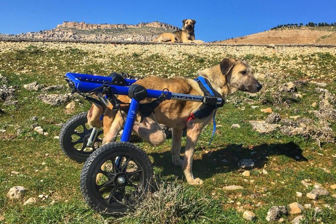 6 hezar heywanên bêxwedî hatin tedawîkirin