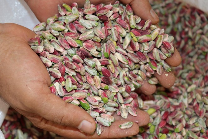 Antep fıstığı lisanslı depoya kavuşuyor