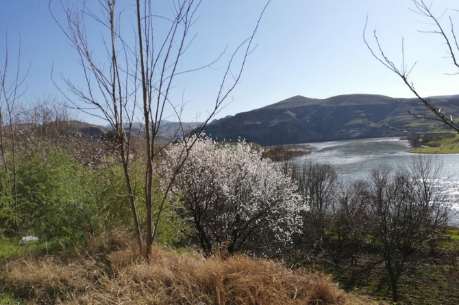 Ağaçlar çiçek açmak için baharı beklemedi