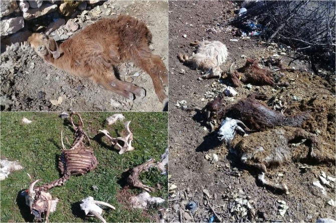 Onlarca hayvan zehirlenerek telef oldu