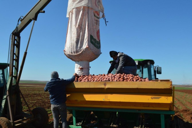 Cipslik patates üreticileri ekime dertli başladı