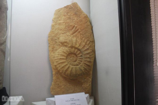 65 milyon yaşında devasa salyangoz fosili