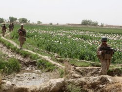 Afganistan'da afyon ekimi arttı- Video